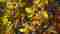 This image for Image Layouts addon